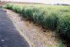 A reed bed for leachate treatment