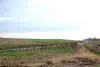 A restored landfill with new planting