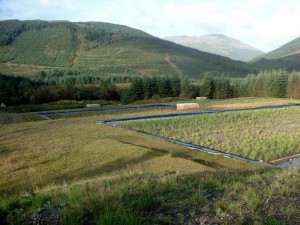 landfill reed bed in Scotland