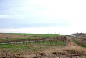 restored landfill with new planting
