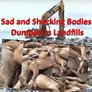 image showing deer bodies dumped in landfills