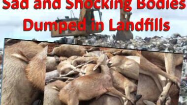 image showing deer bodies dumped in landfills